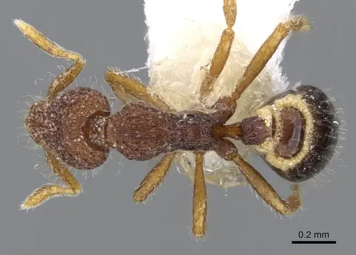 Strumigenys malaplax specimen CASENT0914718 image casent0914718_1