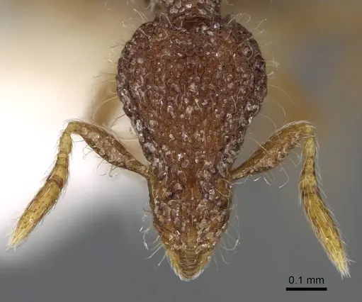 Strumigenys malaplax specimen CASENT0914718 image casent0914718_2