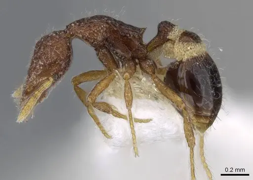 Strumigenys malaplax specimen CASENT0914718 image casent0914718_3