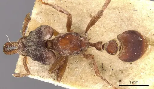Strumigenys mandibularis specimen CASENT0900424 image casent0900424_1