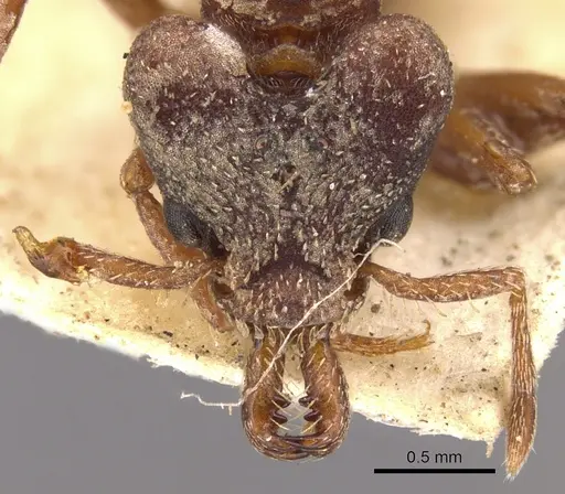 Strumigenys mandibularis specimen CASENT0900424 image casent0900424_2