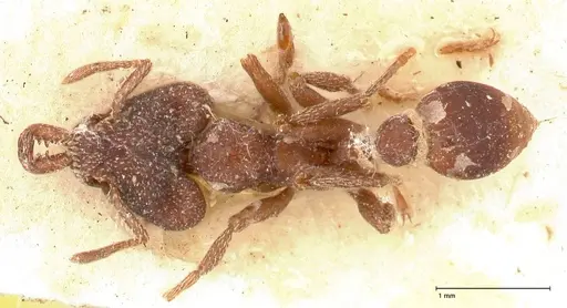 Strumigenys mandibularis specimen FOCOL0663 image focol0663_1