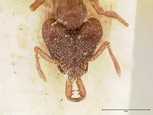 Strumigenys mandibularis specimen FOCOL0663 image focol0663_2