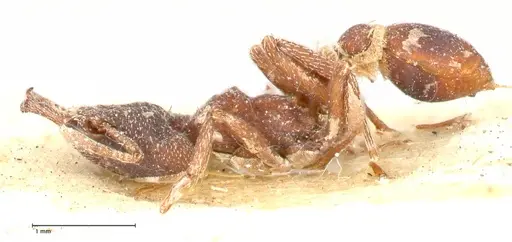 Strumigenys mandibularis specimen FOCOL0663 image focol0663_3