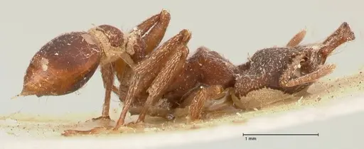 Strumigenys mandibularis specimen FOCOL0663 image focol0663_4