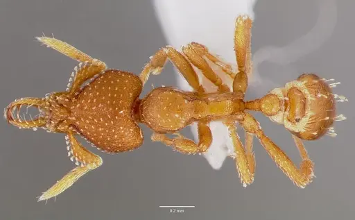 Strumigenys manga specimen CASENT0003245 image casent0003245_1