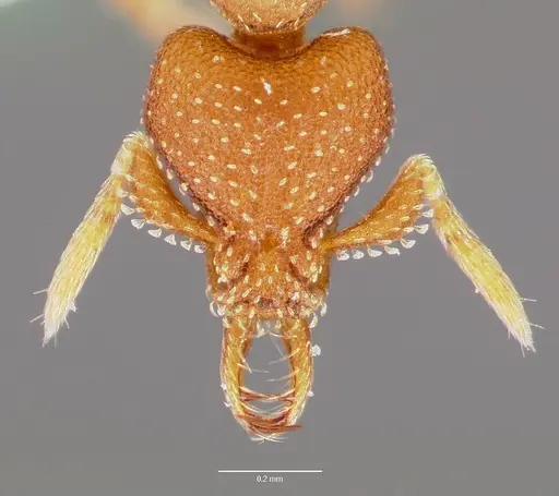 Strumigenys manga specimen CASENT0003245 image casent0003245_2