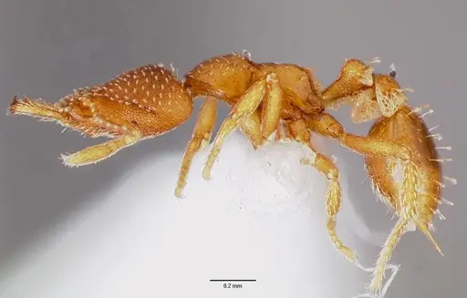 Strumigenys manga specimen CASENT0003245 image casent0003245_3