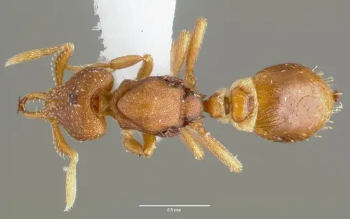 Strumigenys manga specimen CASENT0005600 image casent0005600_1