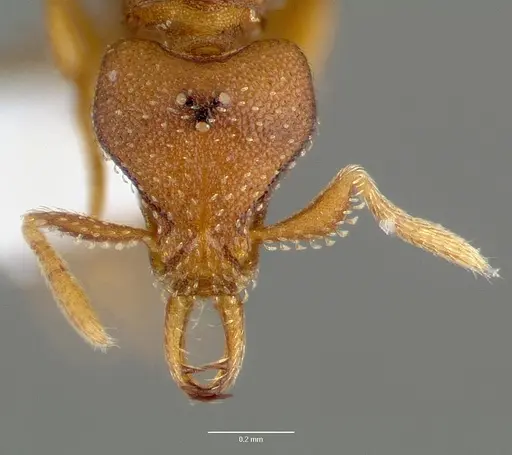Strumigenys manga specimen CASENT0005600 image casent0005600_2