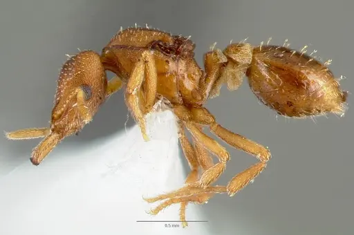 Strumigenys manga specimen CASENT0005600 image casent0005600_3