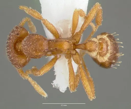 Strumigenys manga specimen CASENT0005601 image casent0005601_1