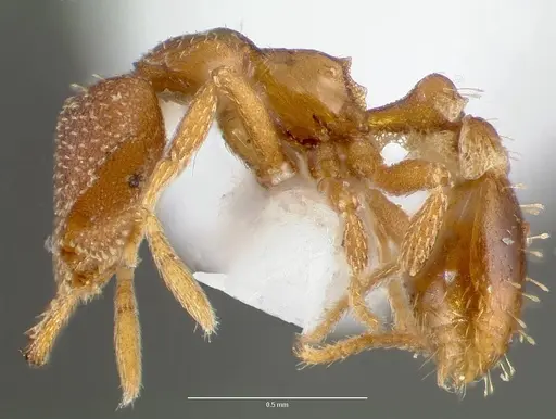Strumigenys manga specimen CASENT0005601 image casent0005601_3