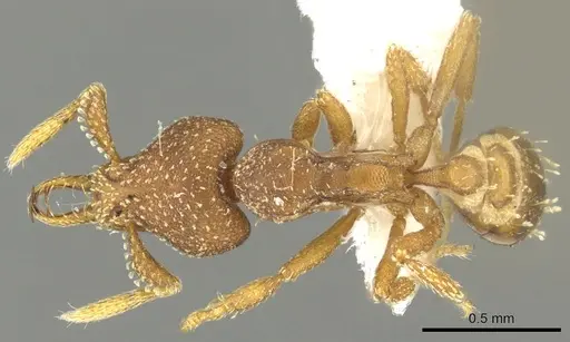 Strumigenys manga specimen CASENT0900684 image casent0900684_1