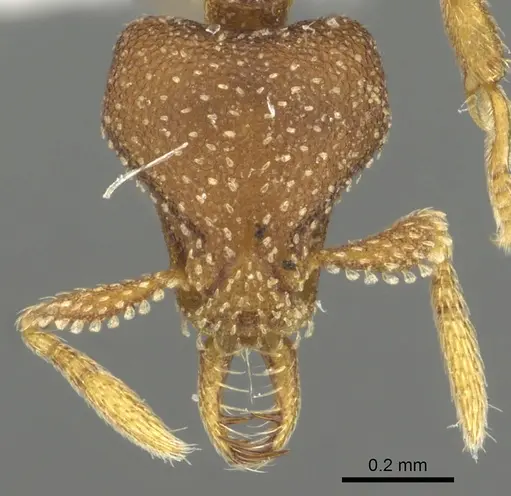 Strumigenys manga specimen CASENT0900684 image casent0900684_2