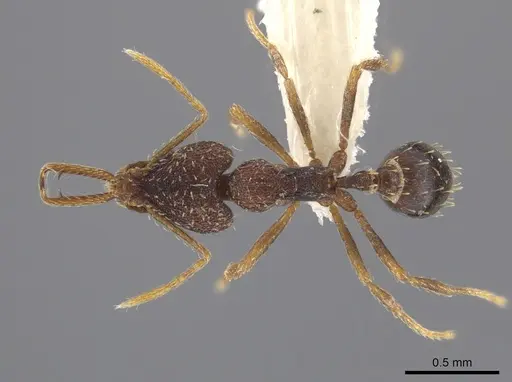 Strumigenys manis specimen CASENT0640238 image casent0640238_1