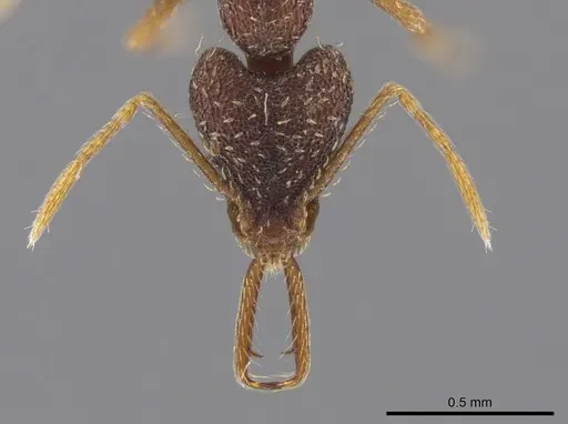 Strumigenys manis specimen CASENT0640238 image casent0640238_2