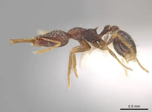 Strumigenys manis specimen CASENT0640238 image casent0640238_3