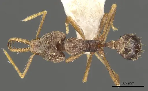 Strumigenys manis specimen CASENT0900438 image casent0900438_1