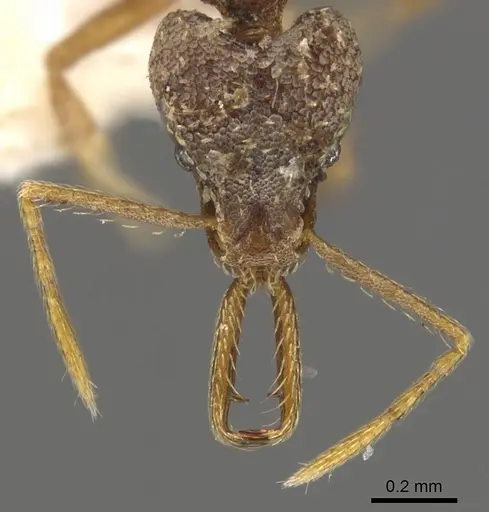 Strumigenys manis specimen CASENT0900438 image casent0900438_2