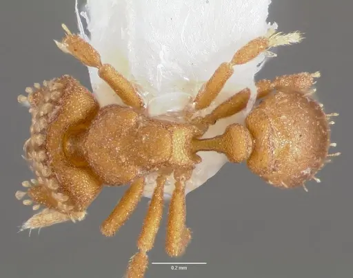Strumigenys marchosias specimen CASENT0005654 image casent0005654_1
