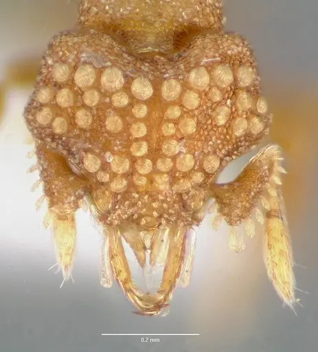 Strumigenys marchosias specimen CASENT0005654 image casent0005654_2