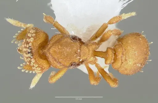 Strumigenys marchosias specimen CASENT0005655 image casent0005655_1