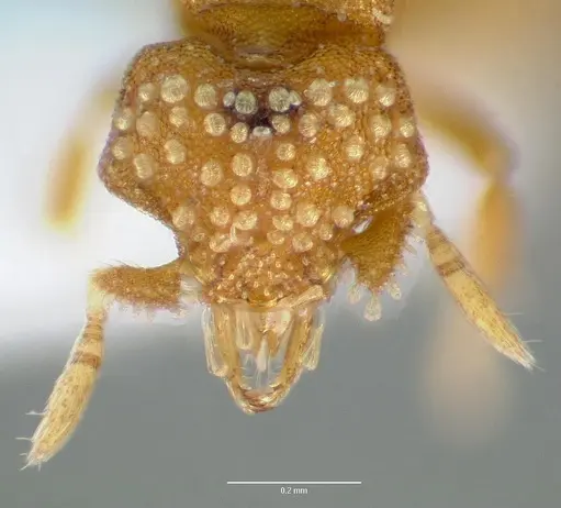 Strumigenys marchosias specimen CASENT0005655 image casent0005655_2