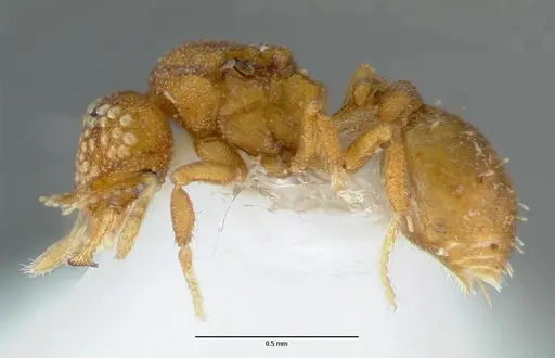 Strumigenys marchosias specimen CASENT0005655 image casent0005655_3