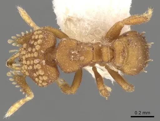 Strumigenys marchosias specimen CASENT0900047 image casent0900047_1
