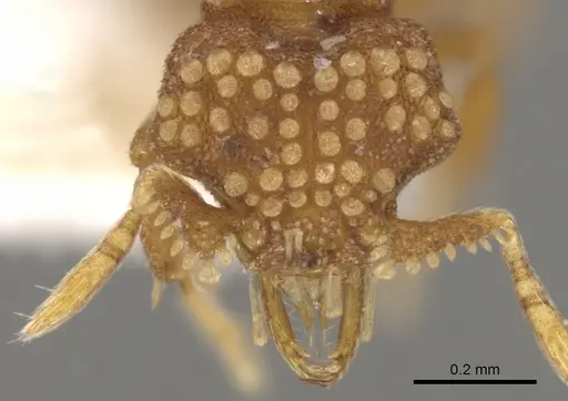 Strumigenys marchosias specimen CASENT0900047 image casent0900047_2