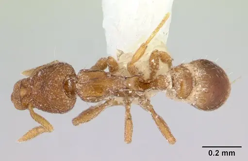 Strumigenys marginata specimen CASENT0178314 image casent0178314_1