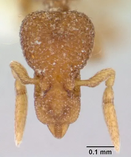 Strumigenys marginata specimen CASENT0178314 image casent0178314_2