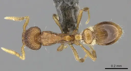 Strumigenys marginata specimen CASENT0235690 image casent0235690_1