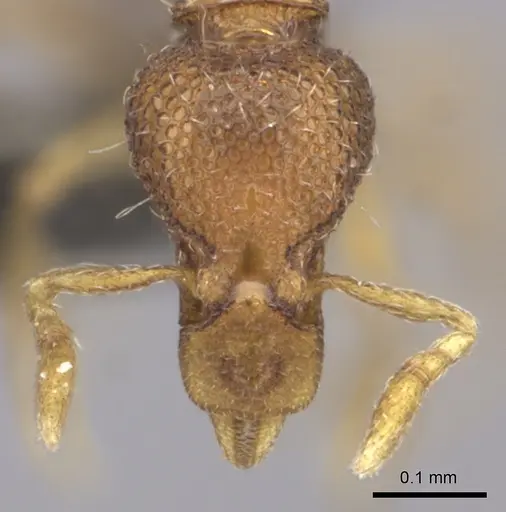 Strumigenys marginata specimen CASENT0235690 image casent0235690_2