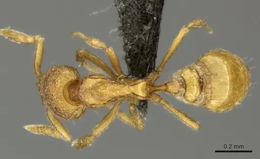 Strumigenys marginata specimen CASENT0235995 image casent0235995_1