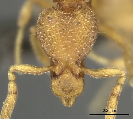Strumigenys marginata specimen CASENT0235995 image casent0235995_2