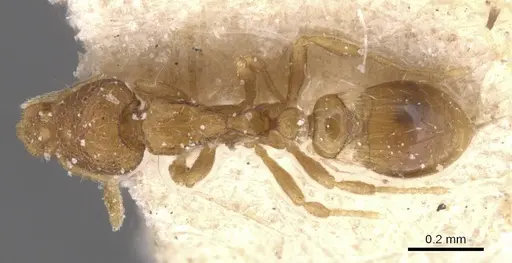 Strumigenys marginata specimen CASENT0912849 image casent0912849_1