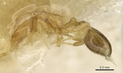 Strumigenys marginata specimen CASENT0915366 image casent0915366_3