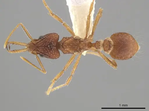 Strumigenys marginiventris specimen CASENT0636969 image casent0636969_1