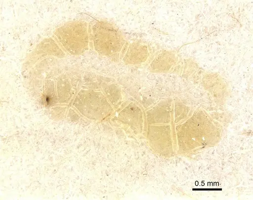 Strumigenys marginiventris specimen CASENT0912859 image casent0912859_1
