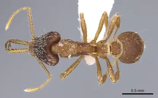 Strumigenys marginiventris specimen CASENT0914744 image casent0914744_1