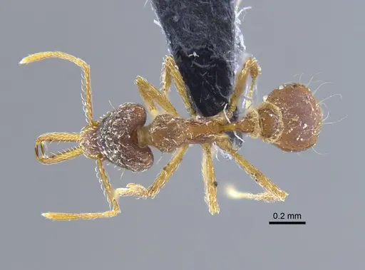 Strumigenys marginiventris specimen CBUMAGENT41691 image cbumagent41691_1