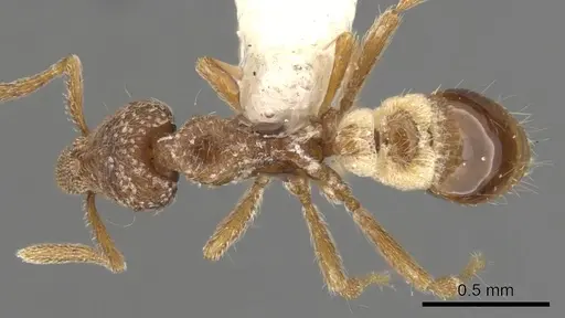 Strumigenys masukoi specimen CASENT0900152 image casent0900152_1