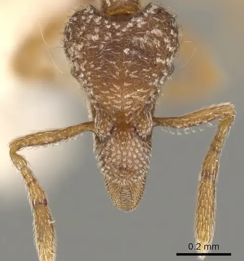 Strumigenys masukoi specimen CASENT0900152 image casent0900152_2
