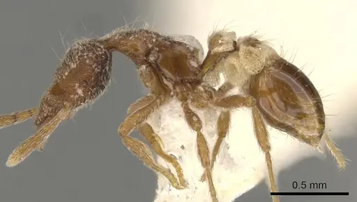 Strumigenys masukoi specimen CASENT0900152 image casent0900152_3
