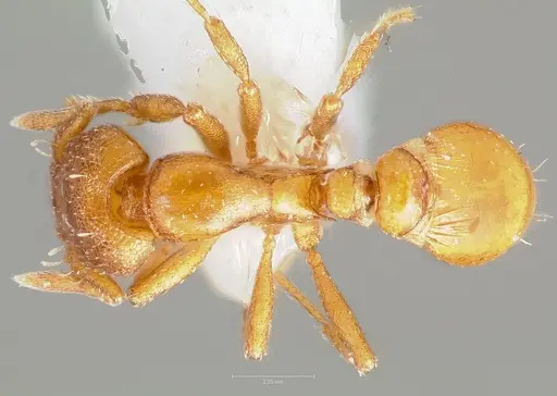 Strumigenys maxillaris specimen CASENT0005890 image casent0005890_1