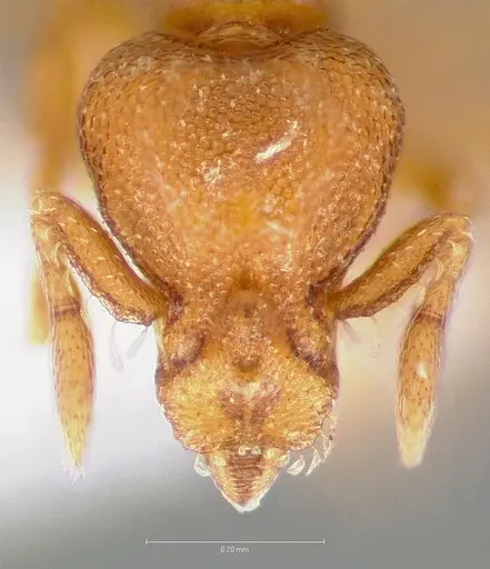 Strumigenys maxillaris specimen CASENT0005890 image casent0005890_2
