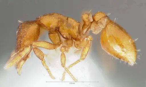 Strumigenys maxillaris specimen CASENT0005890 image casent0005890_3