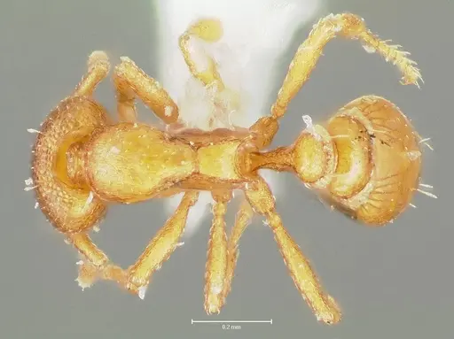 Strumigenys maxillaris specimen CASENT0005996 image casent0005996_1